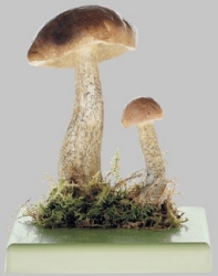 Rough-Stemmed Bolete