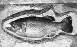 Commercial Fish Reproduction in Fiberglass