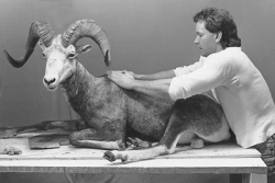 Mounting a Lifesize Stone Sheep