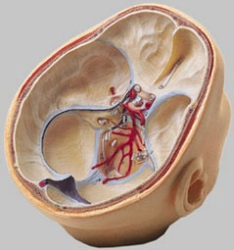 Situs of the Base of the Skull