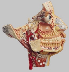 Nerves and Blood Vessels on the Facial Skull