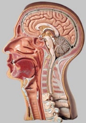 Model of the Head