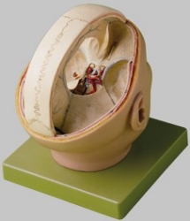 Proportions of the Dura Mater