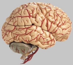 Brain with Arteries