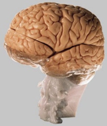 15-teiliges Gehirnmodell