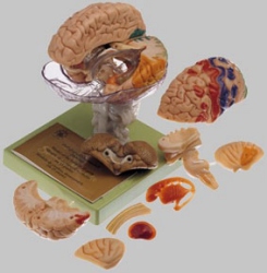 Model of Brain in 15 Parts with Indicated Cytoarchitectural Areas