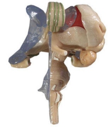 Model of Brain Stem in 12 parts