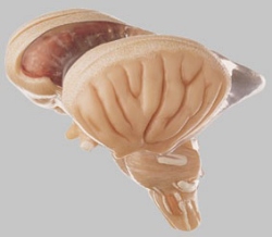 Model of Brain Stem in 8 parts