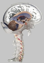 Gehirnmodell transparent