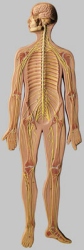 Nervous System