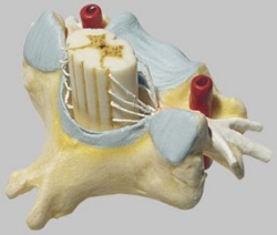 Cervical Vertebra (C VI) with Spinal Cord