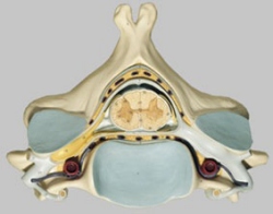 Fifth Cervical Vertebra