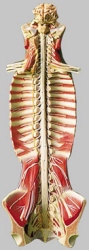 Spinal Cord in the Spinal Canal