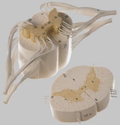 Spinal Cord with Nerve Branches