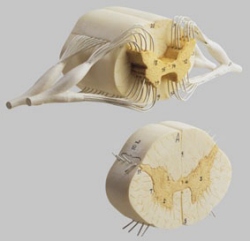 Spinal Cord with Nerve Branches