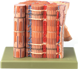 Skeletal Muscular Fibre - Functional Model