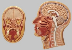 Median- und Frontalschnitt vom Kopf