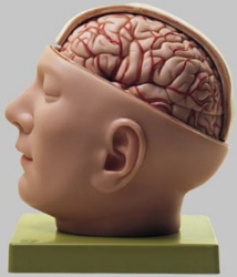 Base of the Head
