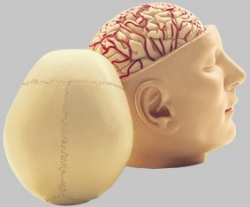 Basis des Kopfes