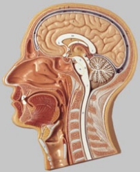 Medianschnitt des Kopfes