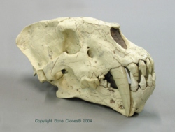 Homotherium Skull