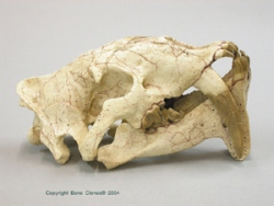 Eusmilus sicarius Skull