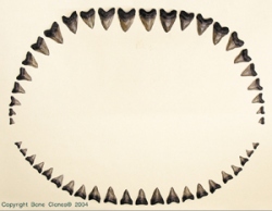 BIOPSI Megalodon Teeth, Set of 46