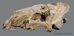 Hoplophoneus dakotensis, cranium