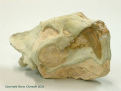 Hoplophoneus occidentalis matrix Skull