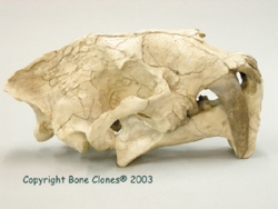 Hoplophoneus occidentalis skull and jaw