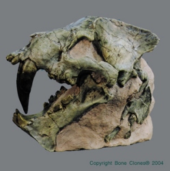 Hoplophoneus robustus matrix Skull