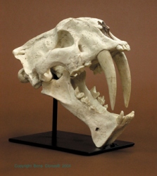 Sabertooth Cat, Chinese Megantereon