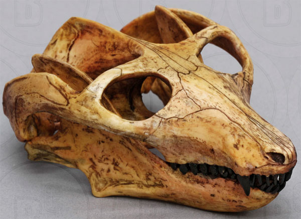 Cynodont - Probainognathus jenseni Skull