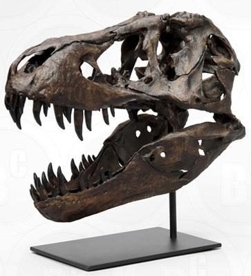 Tyrannosaurus rex STAN Skull, Articulated, 1:6 Scaled