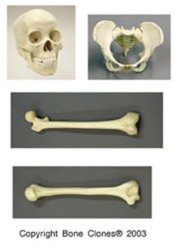 Economy set Female skull, pelvis,femur,humerus