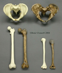 Homo sapiens , Homo neanderthalensis