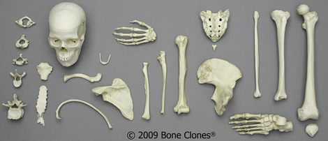 Female Bone Box