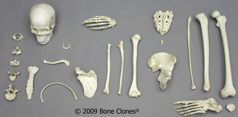 Male Bone Box