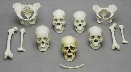 Forensic Osteology Set with Lesson Plan