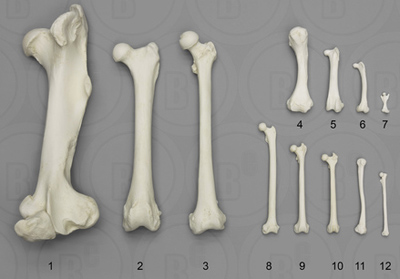 Bone Scaling Femur Set