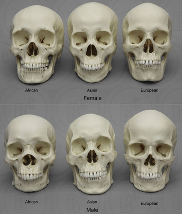 Human Male and Female Skulls, set of 6: African, Asian, and European