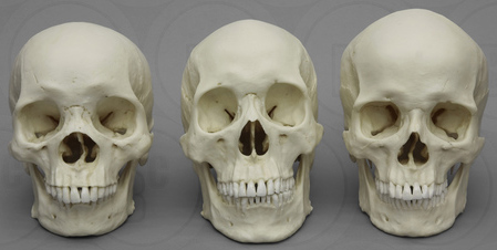 Human Male Skulls set of 3: African, Asian, and European