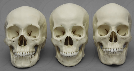Human Female Skulls set of 3: African, Asian, and European