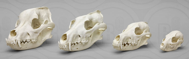 Canid Comparison Economy Skull Set