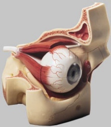 Augenhöhle mit Augapfel