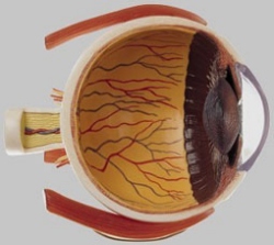 Right Half of the Human Eye