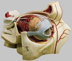 Topographie der Augenhöhle, ca. 5fach vergrößert 