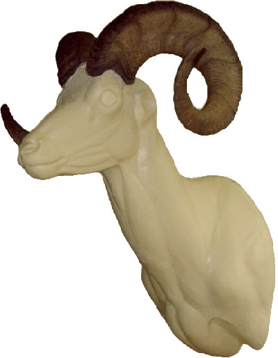 Dall Sheep