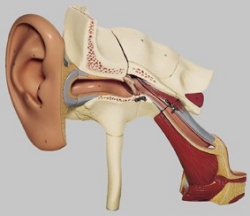 Gehörorgan mit Ohrmuschel