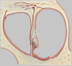 Section Through the Central Spiral of the Cochlea